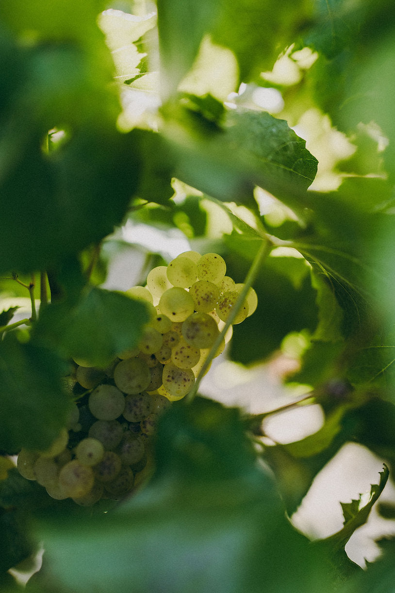 2025 L.A.S. Vino Chardonnay 'Southern Seas'
